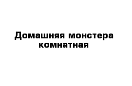 Домашняя монстера комнатная